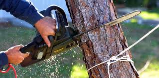 Best Lawn Pest Prevention  in Woodville, FL