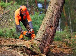 Best Storm Damage Tree Cleanup  in Woodville, FL