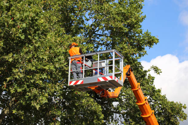  Woodville, FL Tree Removal Pros