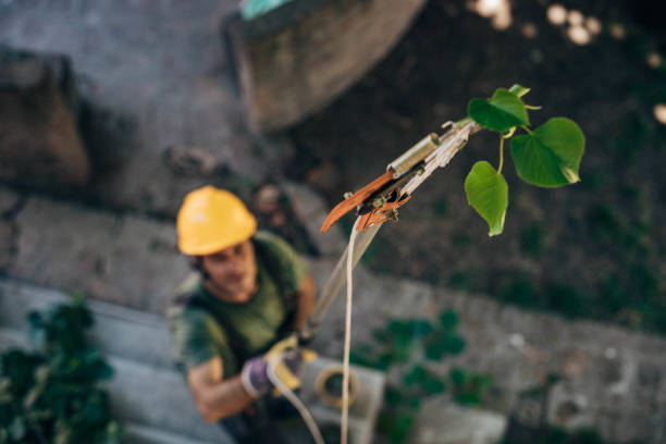 Best Tree Trimming and Pruning  in Woodville, FL