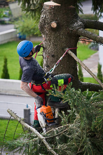 Best Lawn Maintenance Plans  in Woodville, FL