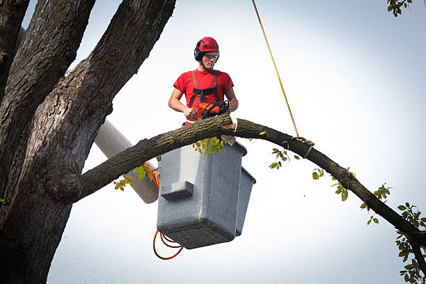 Best Tree Maintenance Programs  in Woodville, FL
