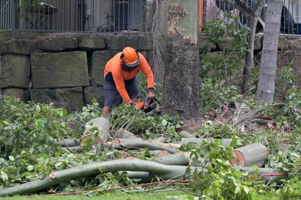 Best Tree Risk Assessment  in Woodville, FL